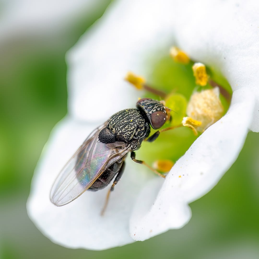 Mastering Macro Photo Walk Sl1