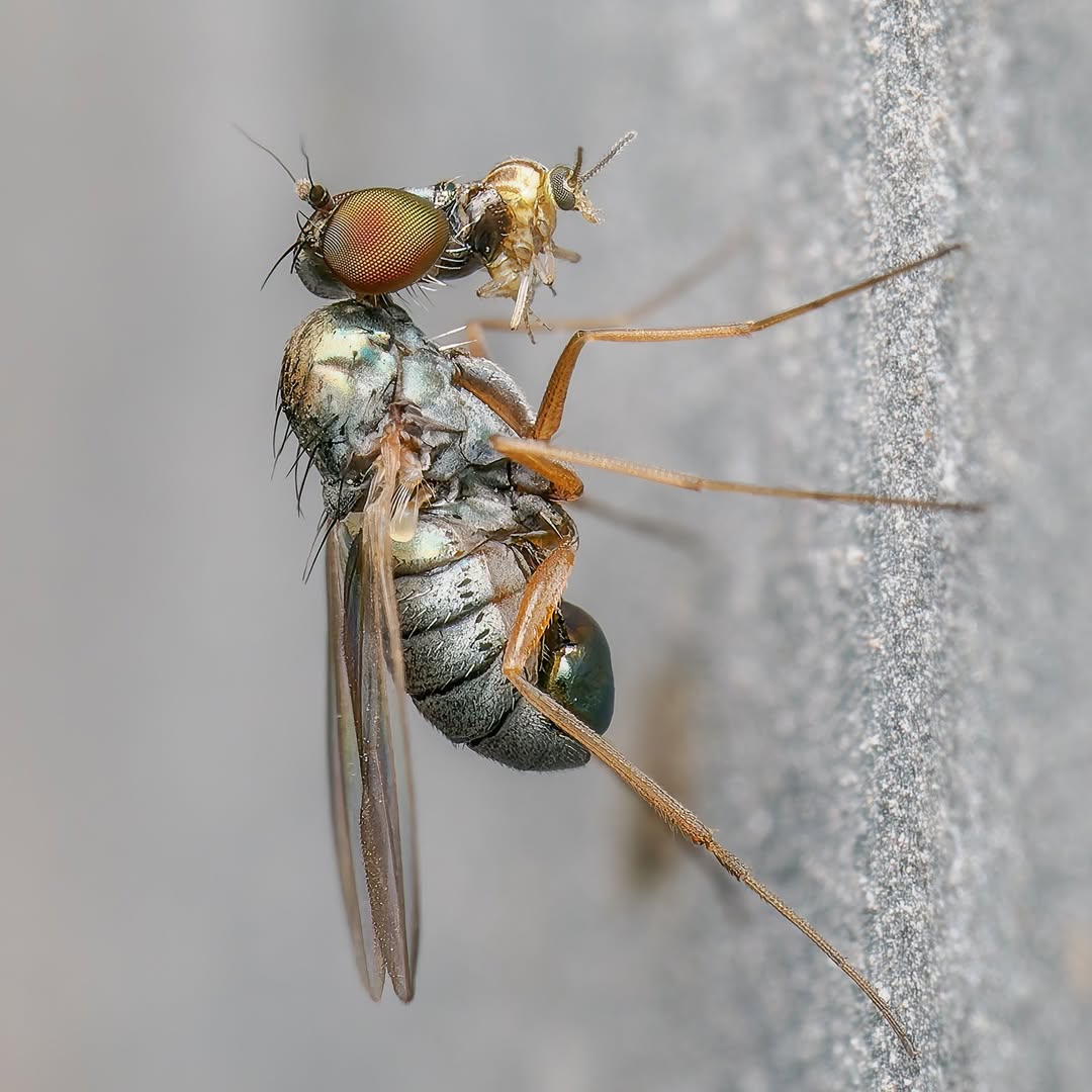 Mastering Macro Photo Walk Sl3