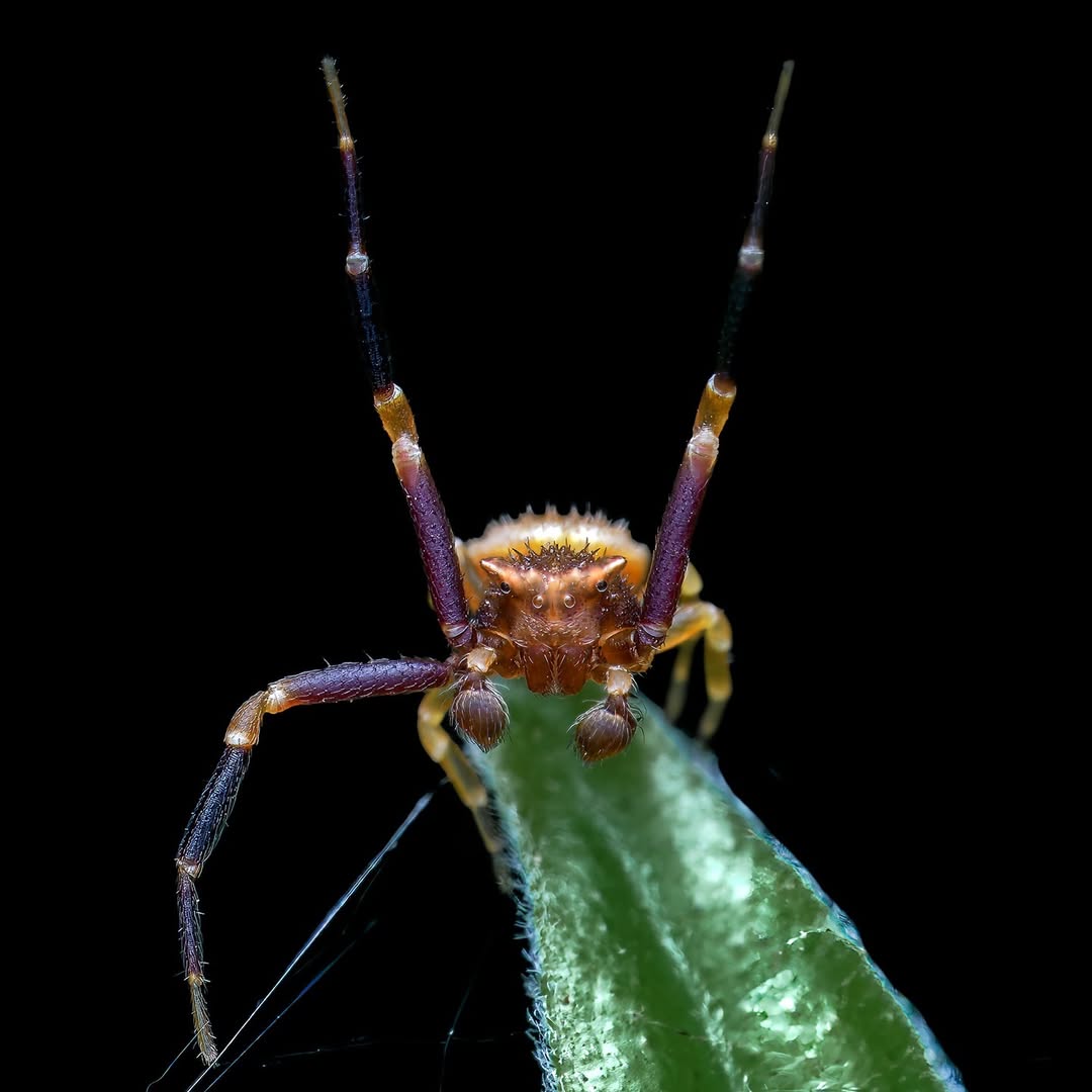 Mastering Macro Photo Walk Sl6