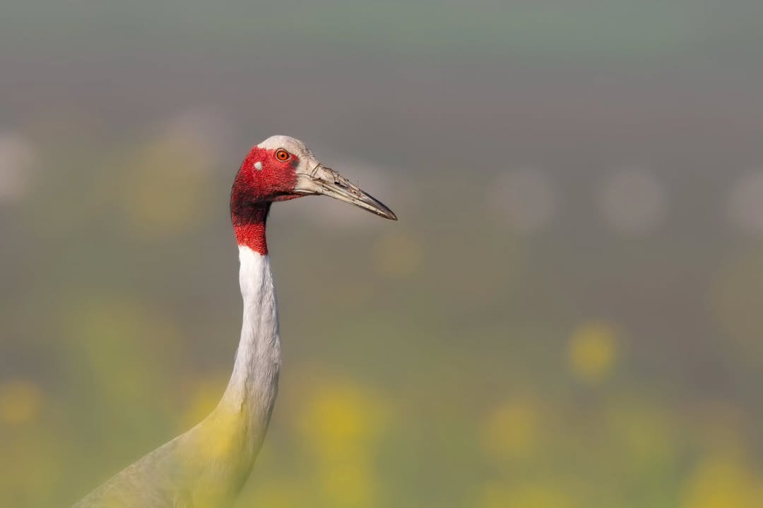 Monsoon Symphony Birdwalk Dhanauri Wetlands M1