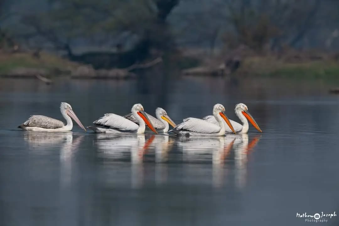 Monsoon Symphony Birdwalk Dhanauri Wetlands M3