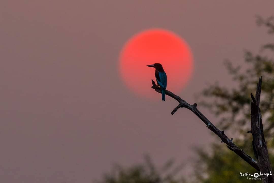 Monsoon Symphony Birdwalk Dhanauri Wetlands M5