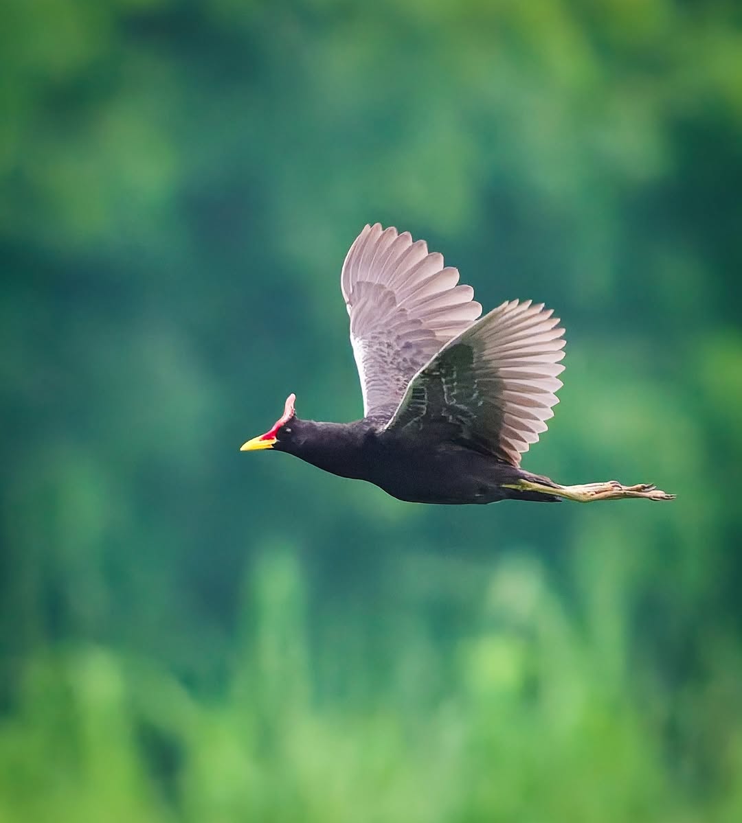Wildlife Photography Workshop + Free Nikon Service Camp i1