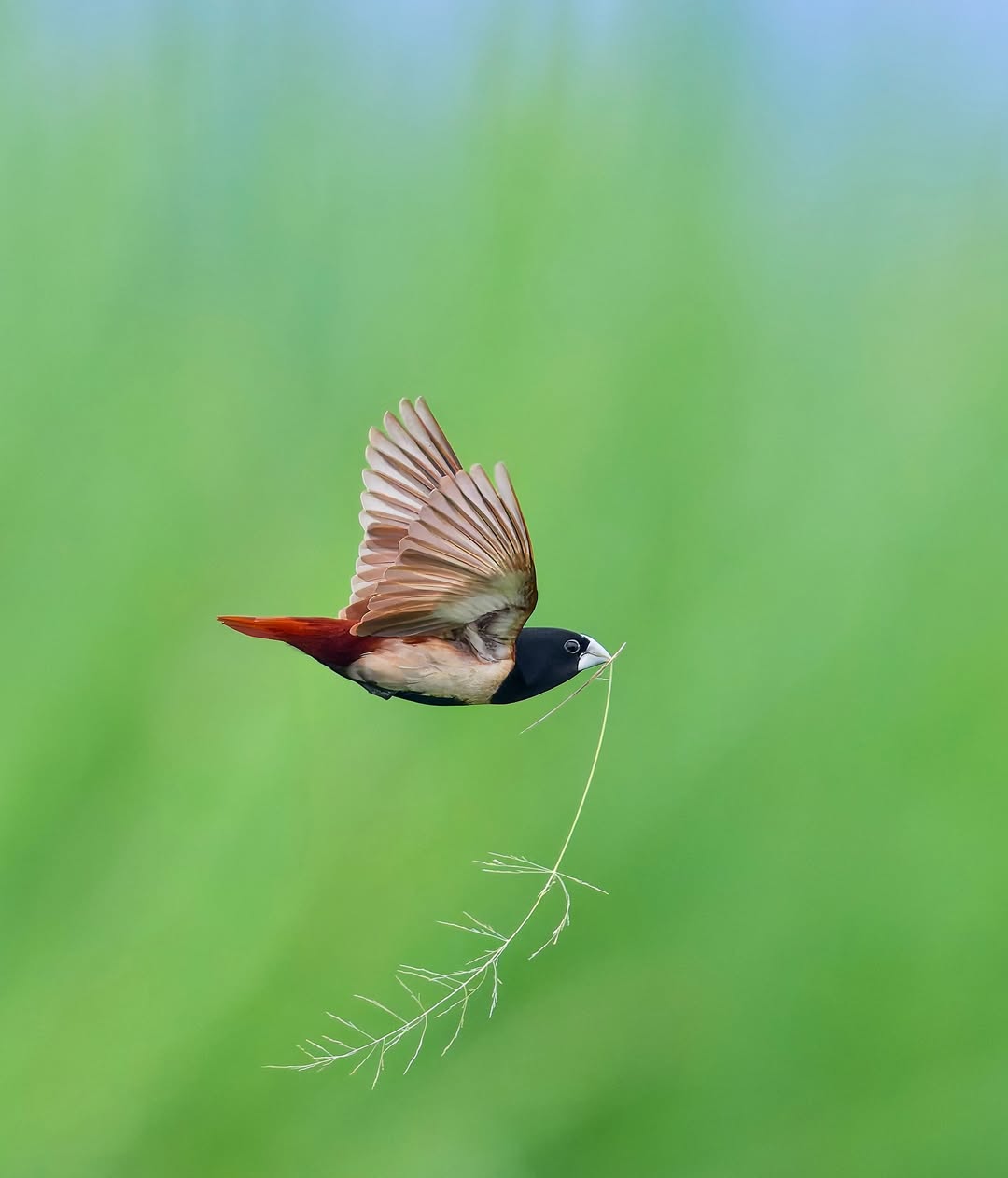 Wildlife Photography Workshop + Free Nikon Service Camp i2