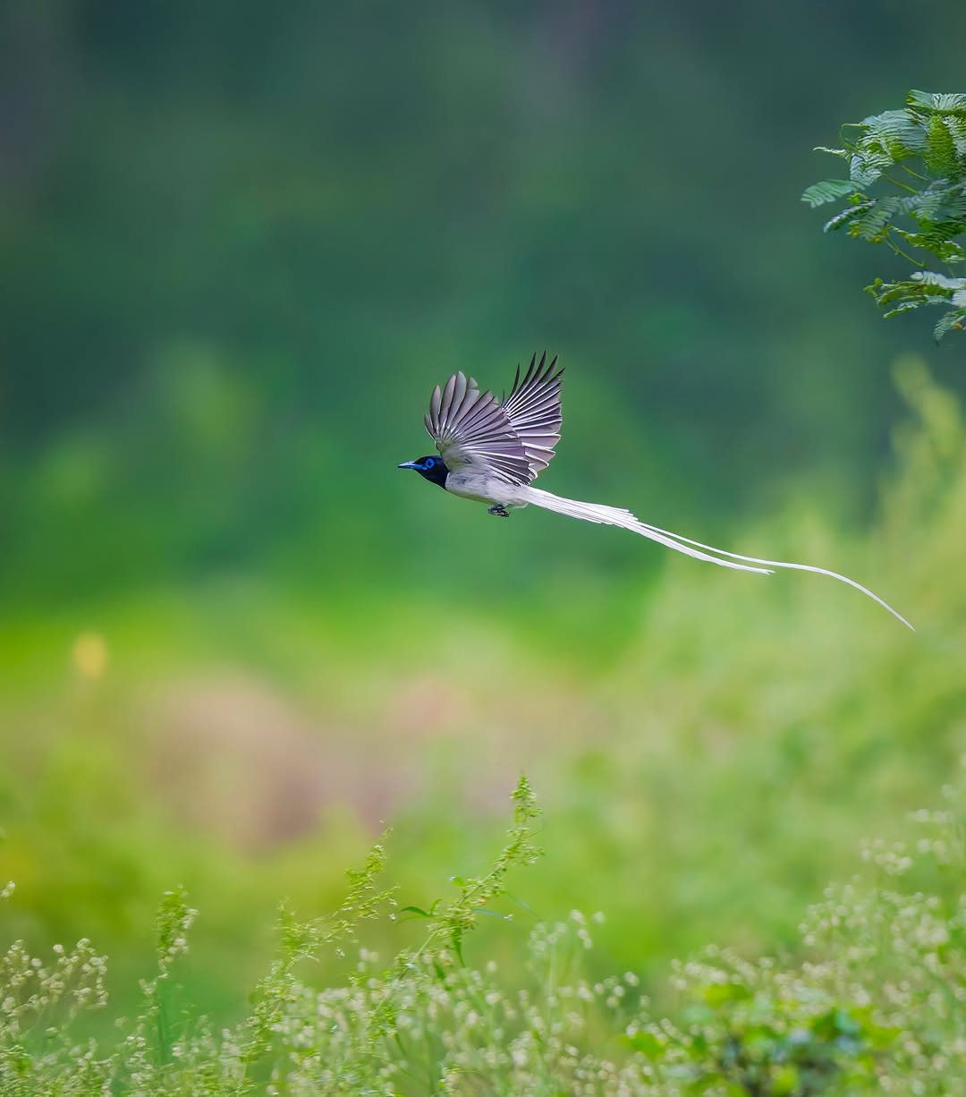 Wildlife Photography Workshop + Free Nikon Service Camp i3