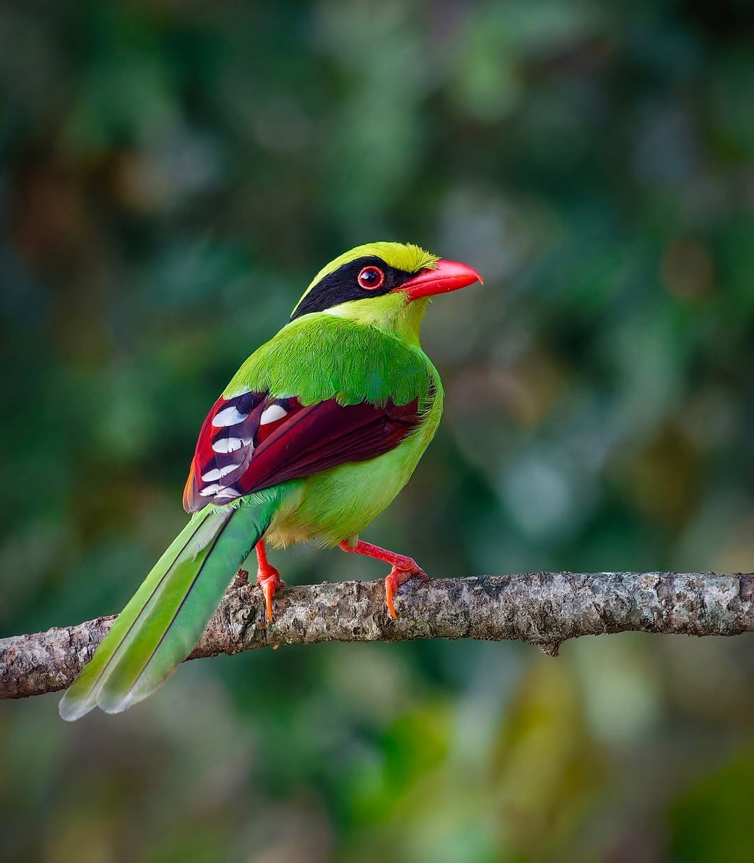 Wildlife Photography Workshop + Free Nikon Service Camp i4