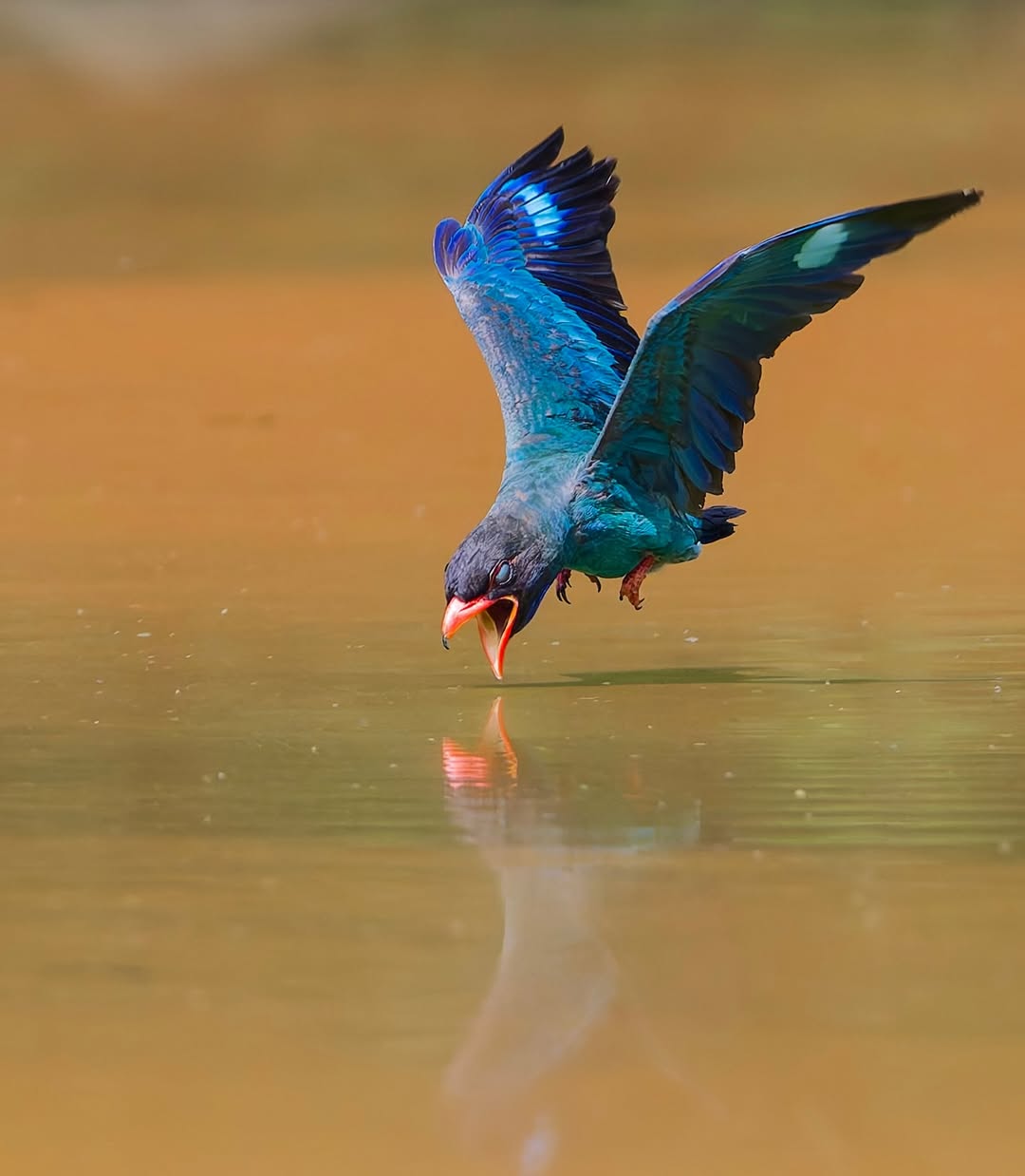 Wildlife Photography Workshop + Free Nikon Service Camp i5