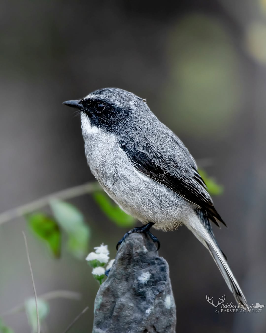 Surajpur Photowalk B1