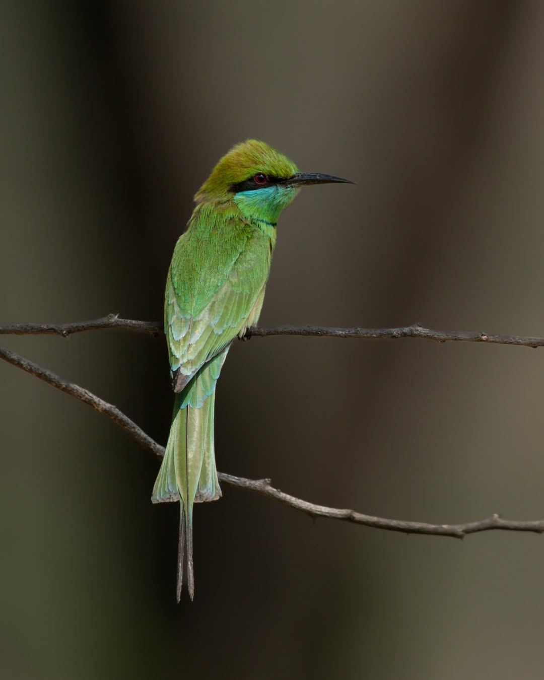 Surajpur Photowalk B6