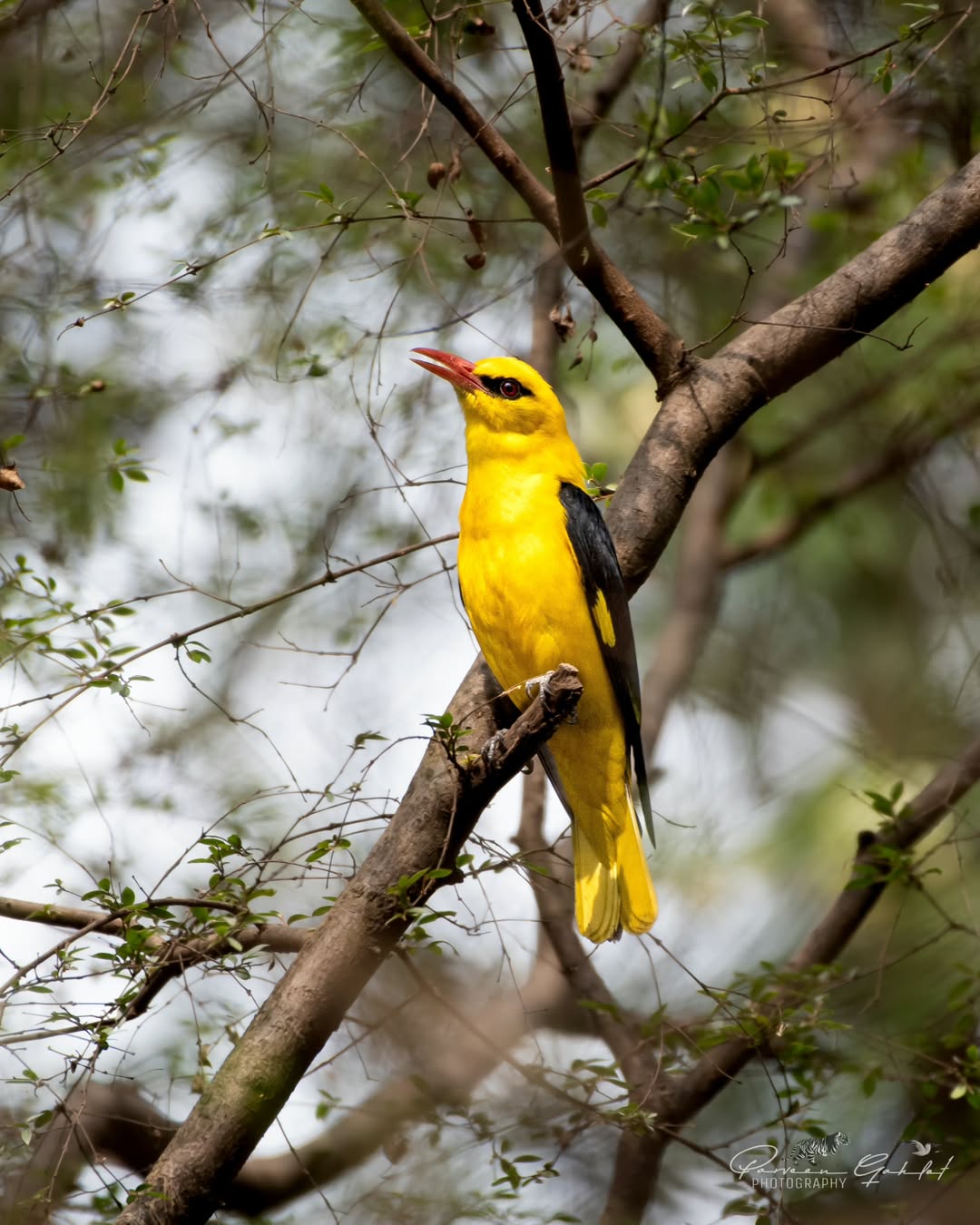 Surajpur Photowalk B9